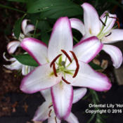 Oriental Lily 'Hotline' Flower