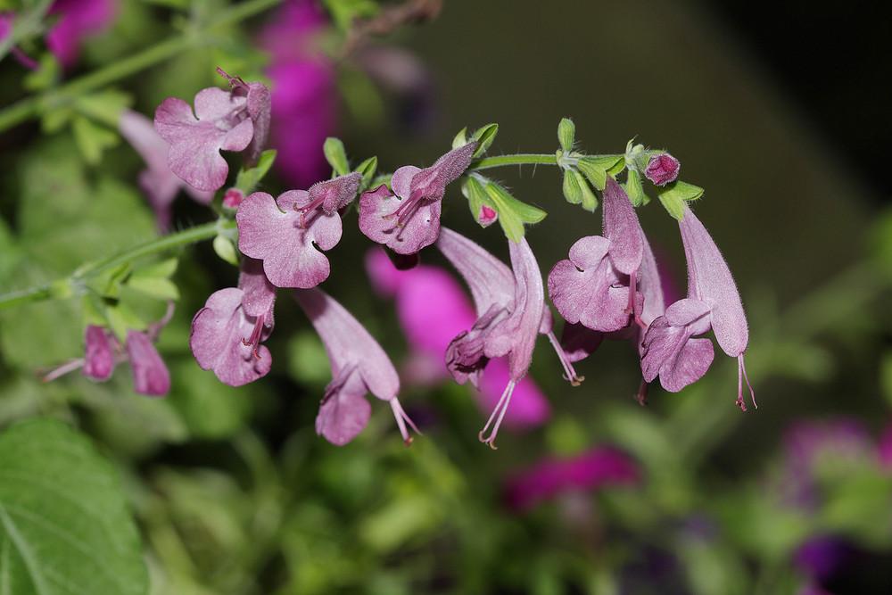 Photo of Hummingbird Sage (Salvia coccinea Summer Jewel™ Lavender) uploaded by luvsgrtdanes