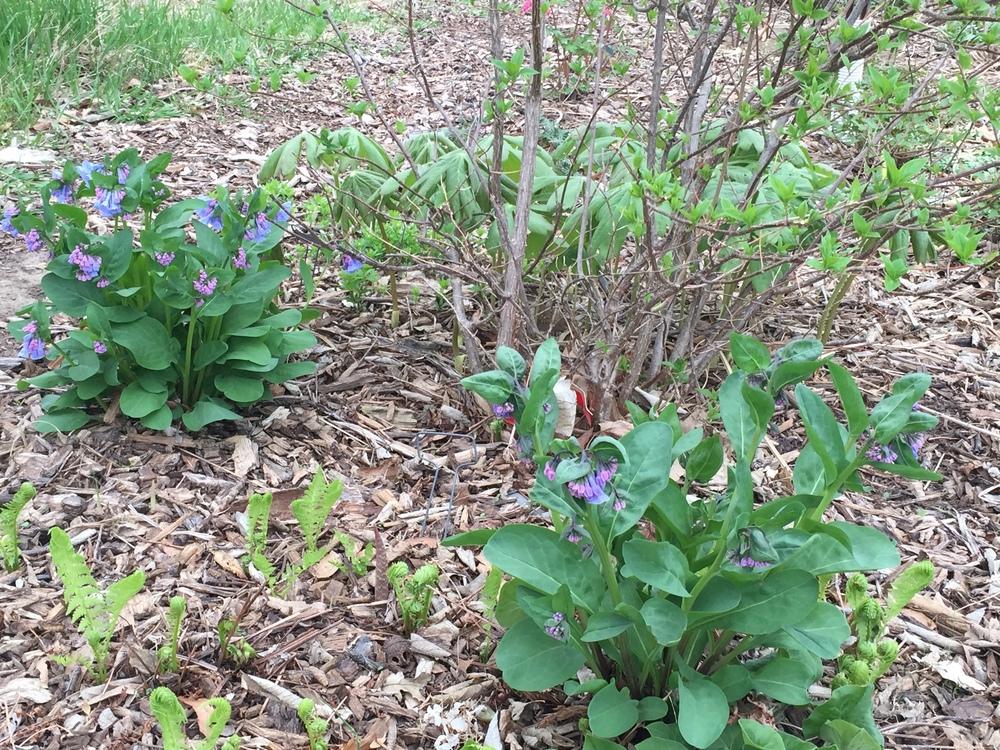 Photo of Virginia Bluebells (Mertensia virginica) uploaded by Legalily