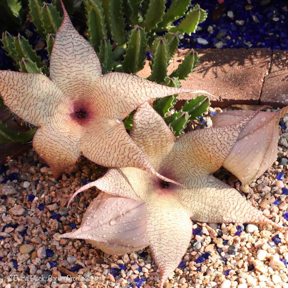 Photo of Starfish Plant (Ceropegia gigantea) uploaded by Rocks2Blooms