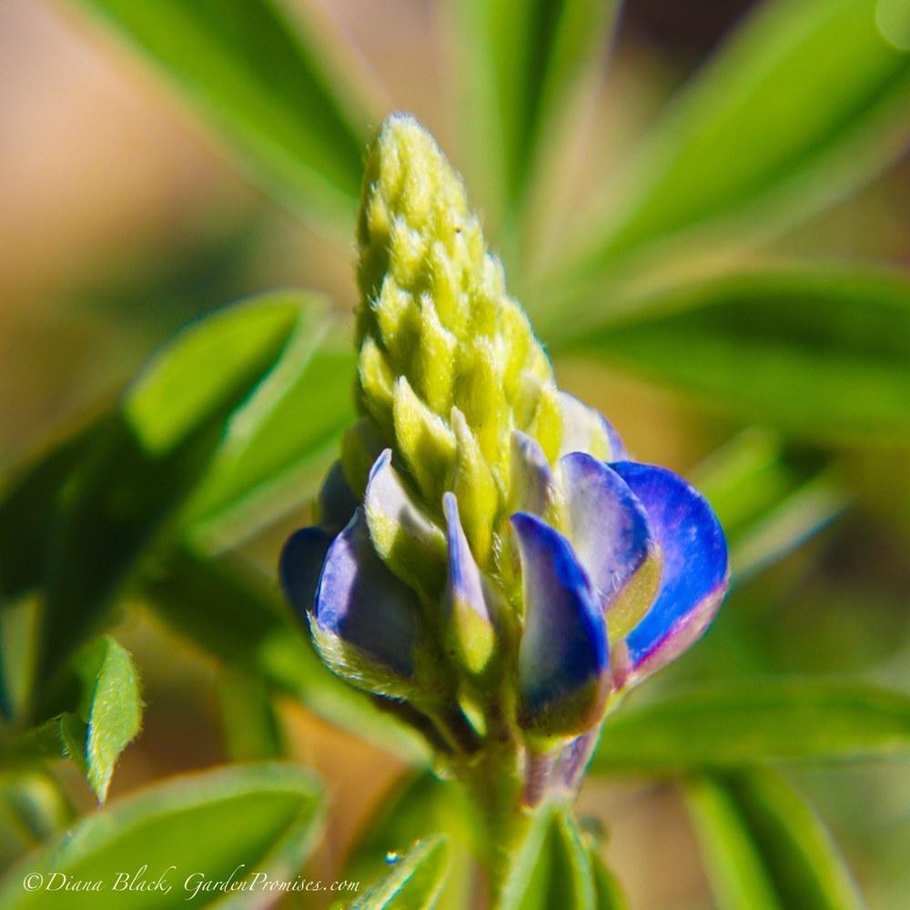 Photo of Texas Bluebonnet (Lupinus texensis) uploaded by Rocks2Blooms