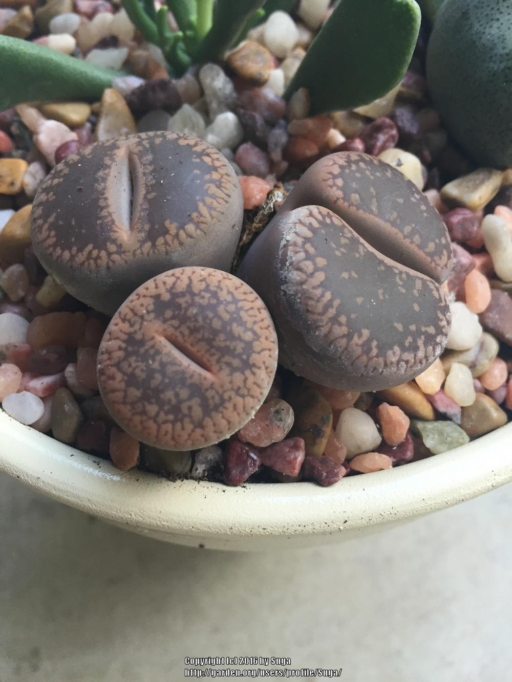 Photo of Living Stones (Lithops aucampiae) uploaded by Suga