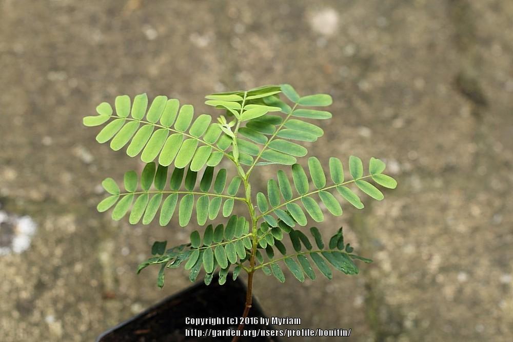 Photo of Tamarind (Tamarindus indica) uploaded by bonitin