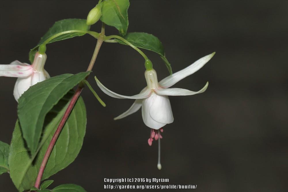 Photo of Fuchsia 'Ting-a-Ling' uploaded by bonitin
