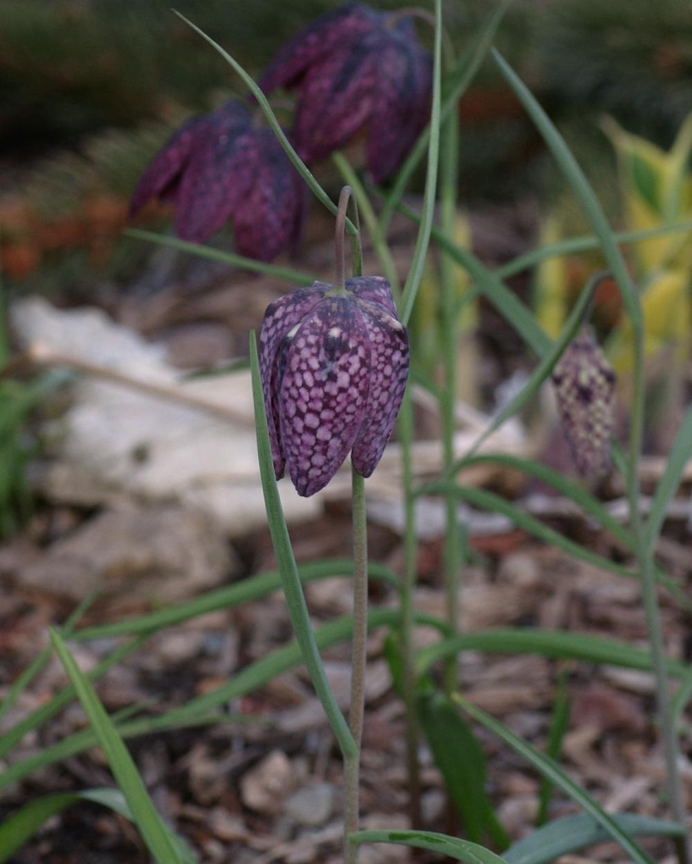 Photo of Snake's Head Fritillary (Fritillaria meleagris) uploaded by dirtdorphins
