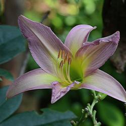 Location: My backyard in Allentown, PA
Date: 5 August 2016
A Dallas Star flower begins to open for its one day of fame on 5 