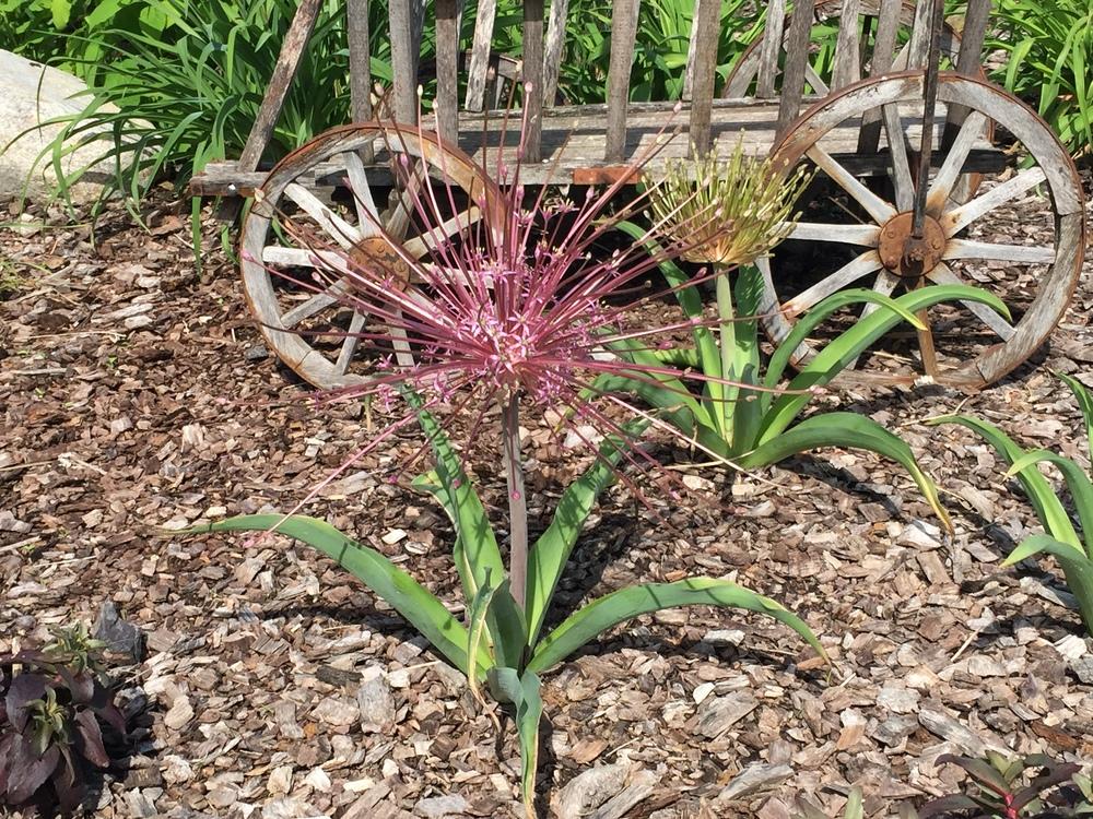 Photo of Ornamental Onion (Allium schubertii) uploaded by Legalily