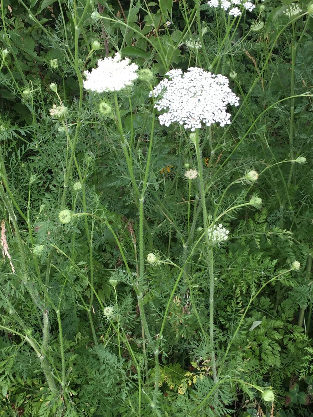 Photo of Queen Anne's Lace (Daucus carota) uploaded by Legalily