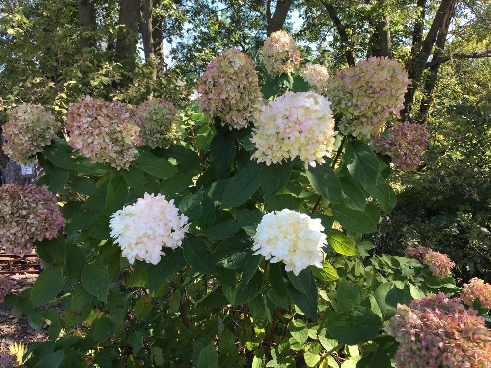 Photo of Panicle Hydrangea (Hydrangea paniculata Limelight™) uploaded by Legalily