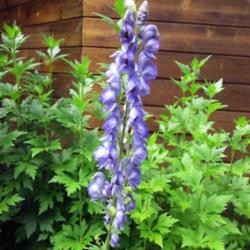 Location: Twisp
Date: 2016-07-06
Blooms earlier than my other monkshood. Have not had to stake it.