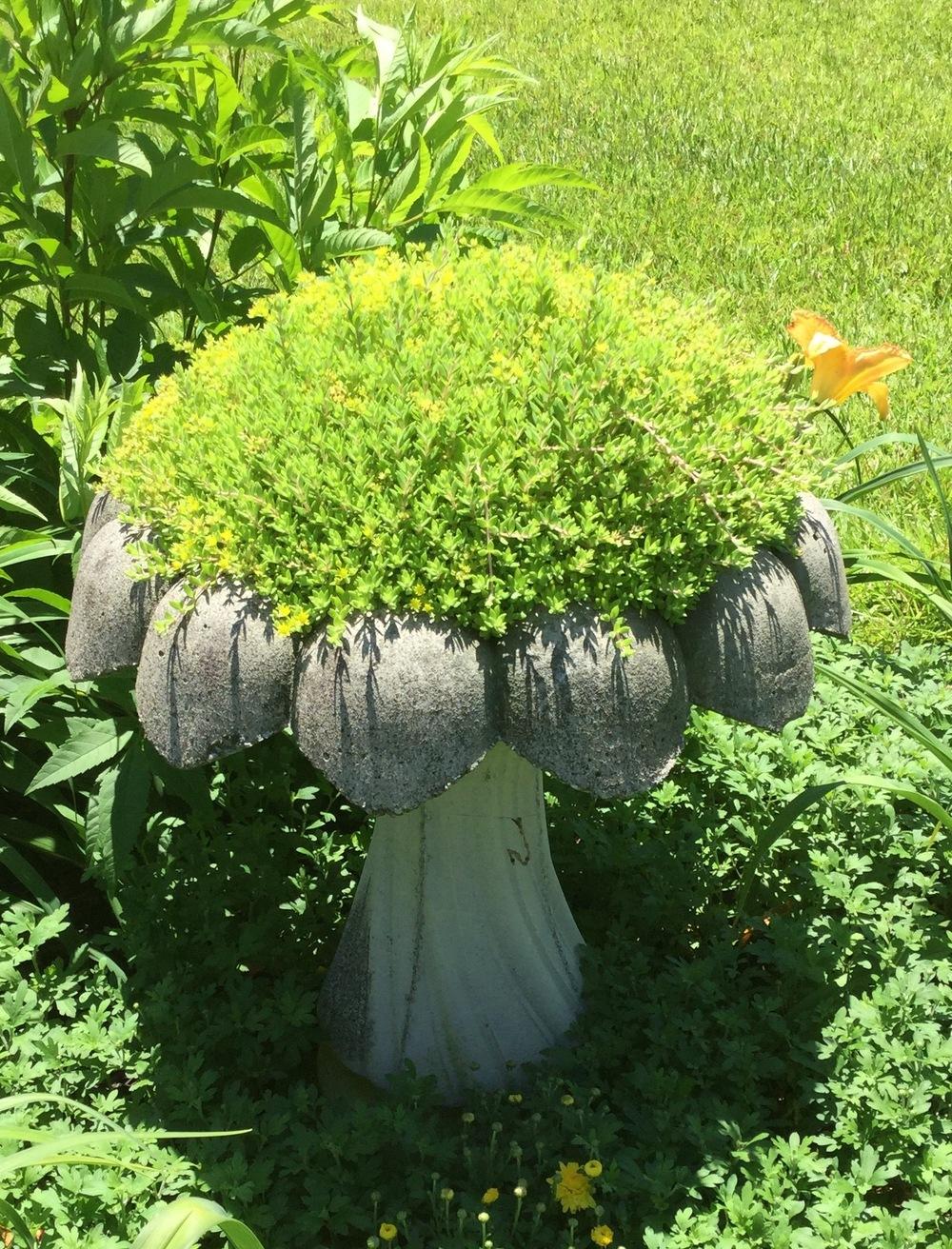 Photo of Stringy Stonecrop (Sedum sarmentosum) uploaded by scflowers