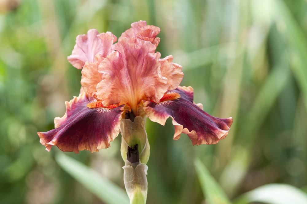 Photo of Tall Bearded Iris (Iris 'Drinks at Sunset') uploaded by cliftoncat