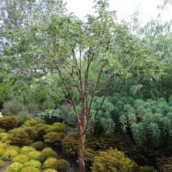 Location: RHS Harlow Carr, Yorkshire, UK
Date: 2016-08-09
Young tree