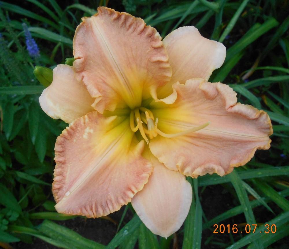 Photo of Daylily (Hemerocallis 'Acquired Arcadian Bliss') uploaded by Raven
