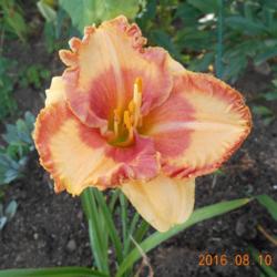 Location: Wentworth, NS, Canada
Date: 2016-08-10
First bloom