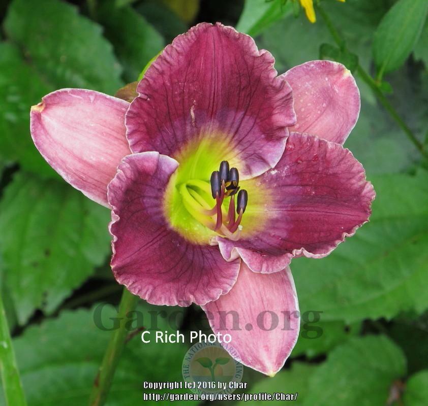 Photo of Daylily (Hemerocallis 'Guided by Voices') uploaded by Char