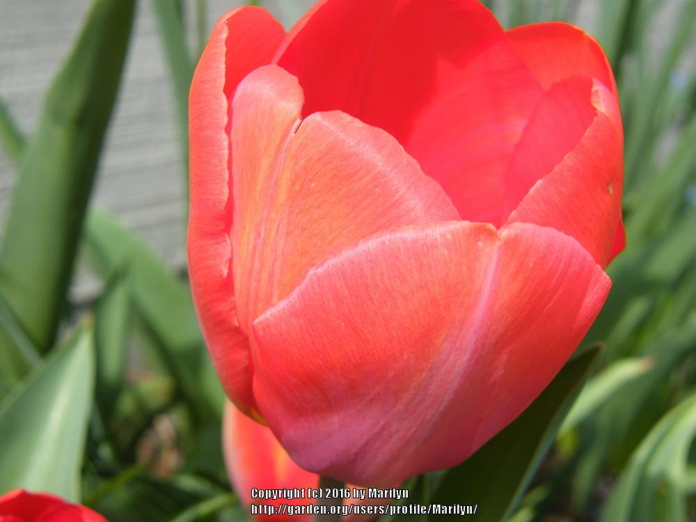Photo of Darwin Hybrid Tulip (Tulipa 'Orange van Eijk') uploaded by Marilyn