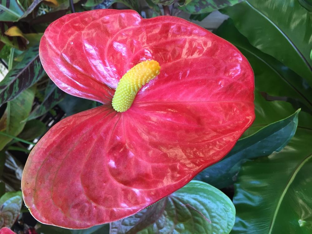 Photo of Anthuriums (Anthurium) uploaded by SpringGreenThumb
