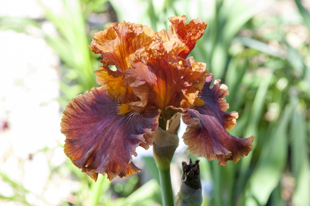 Photo of Tall Bearded Iris (Iris 'Chestnuts Roasting') uploaded by cliftoncat