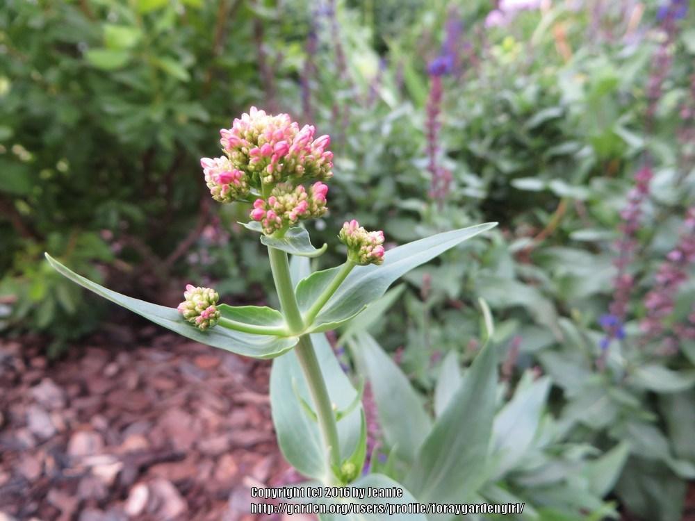 Photo of Red Valerian (Centranthus ruber 'Coccineus') uploaded by foraygardengirl
