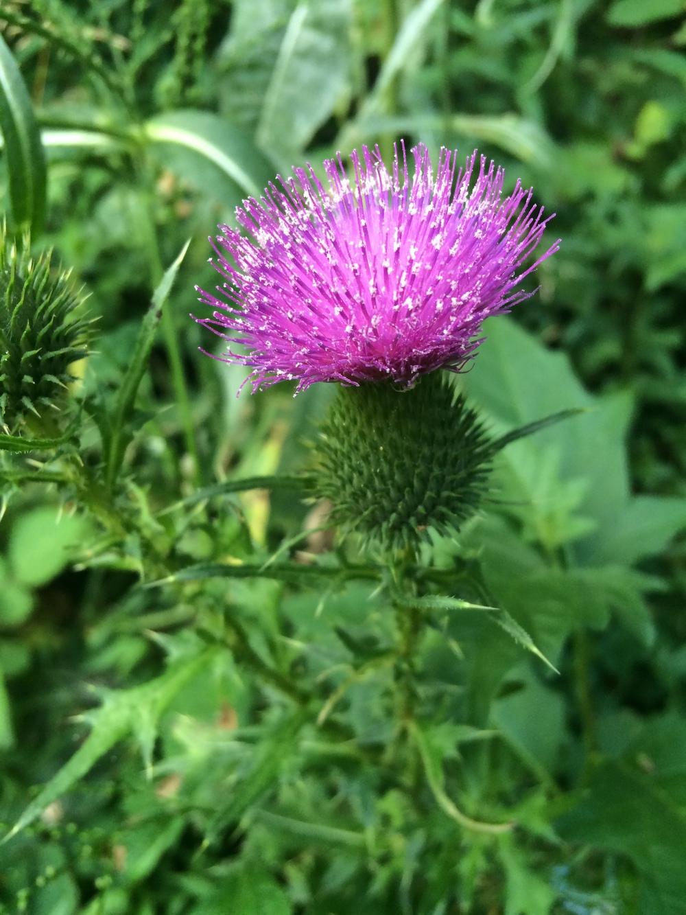 Photo of Bull Thistle (Cirsium vulgare) uploaded by nativeplantlover