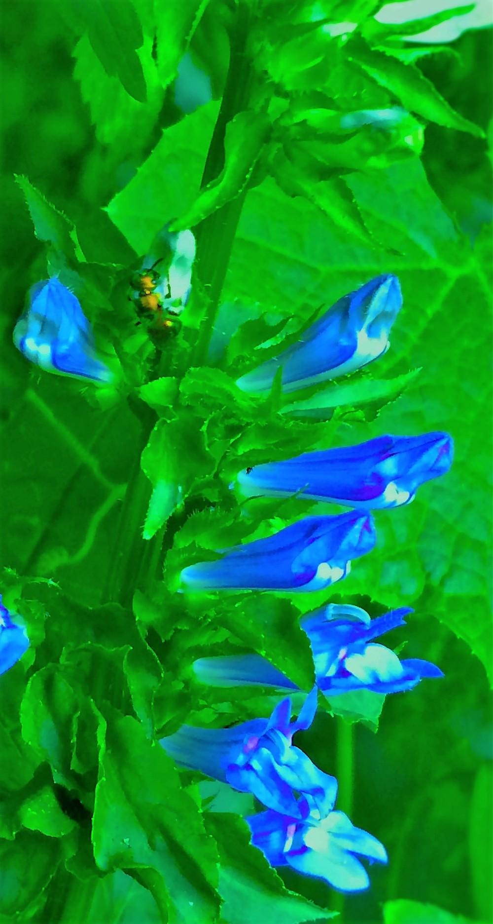 Photo of Great Blue Lobelia (Lobelia siphilitica) uploaded by nativeplantlover