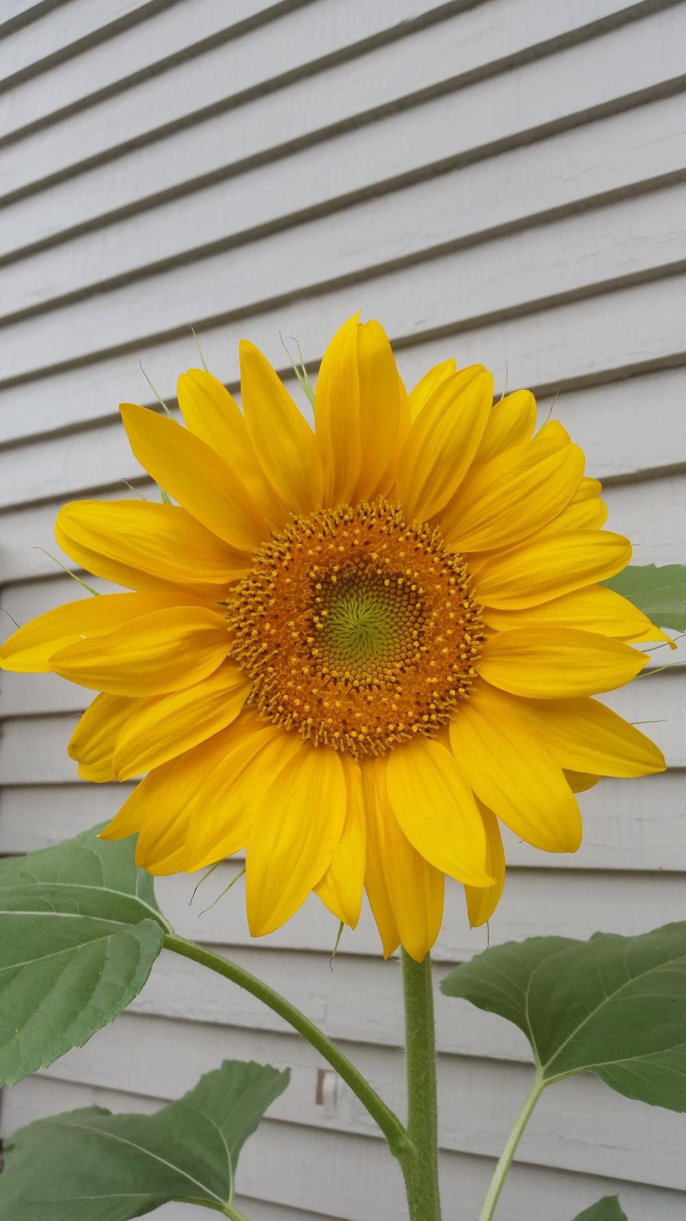 Photo of Sunflowers (Helianthus annuus) uploaded by nicodiangel_no