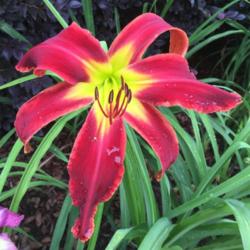 Location: My garden in Warrenville, SC
Date: 2016-07-01
A big beautiful bloom that doesn't droop.
