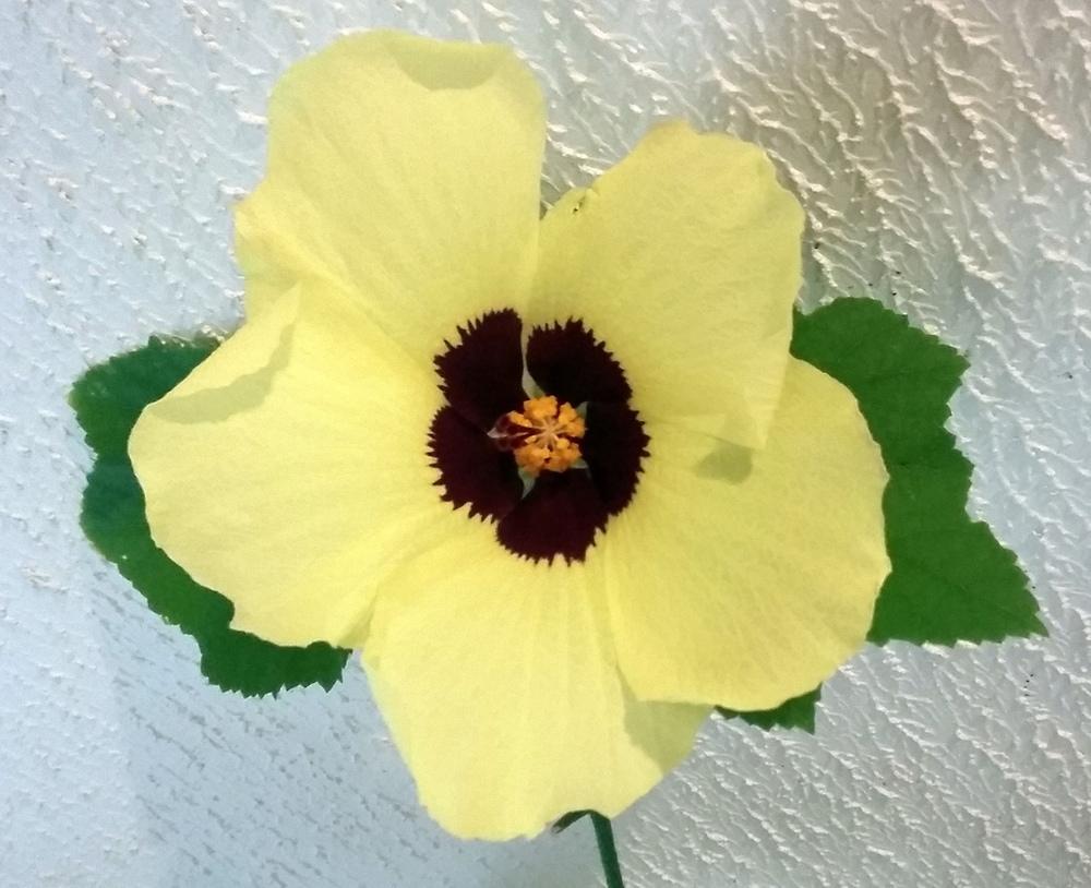 Photo of Lemon Yellow Rosemallow (Hibiscus calyphyllus) uploaded by Horntoad