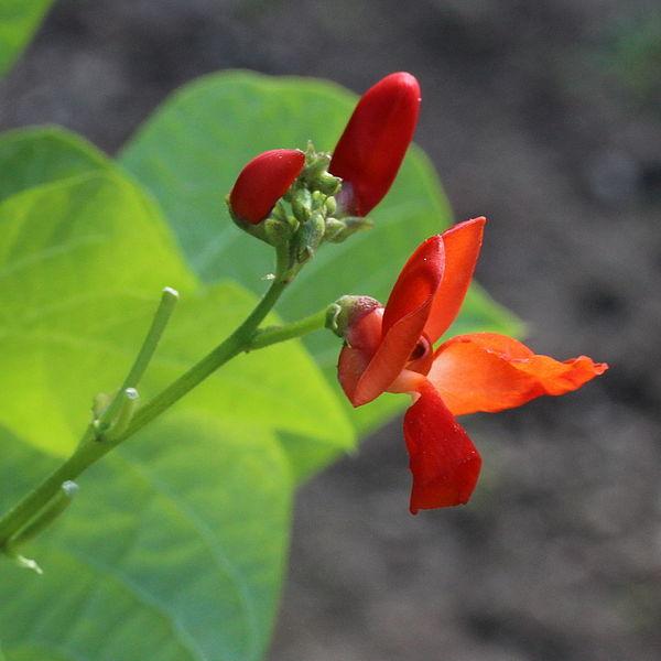 Photo of Runner Bean (Phaseolus coccineus) uploaded by robertduval14