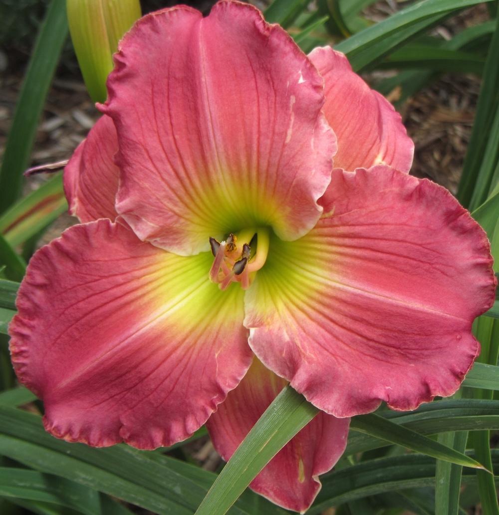 Photo of Daylily (Hemerocallis 'Down Home') uploaded by Charlemagne