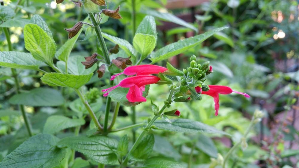Photo of Scarlet Sage (Salvia coccinea 'Lady in Red') uploaded by Gerris2