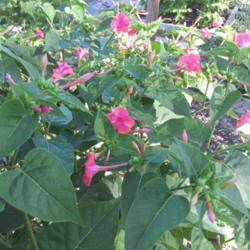 Location: My backyard
Date: 2013-05-15
Mirabilis Jalapa pink