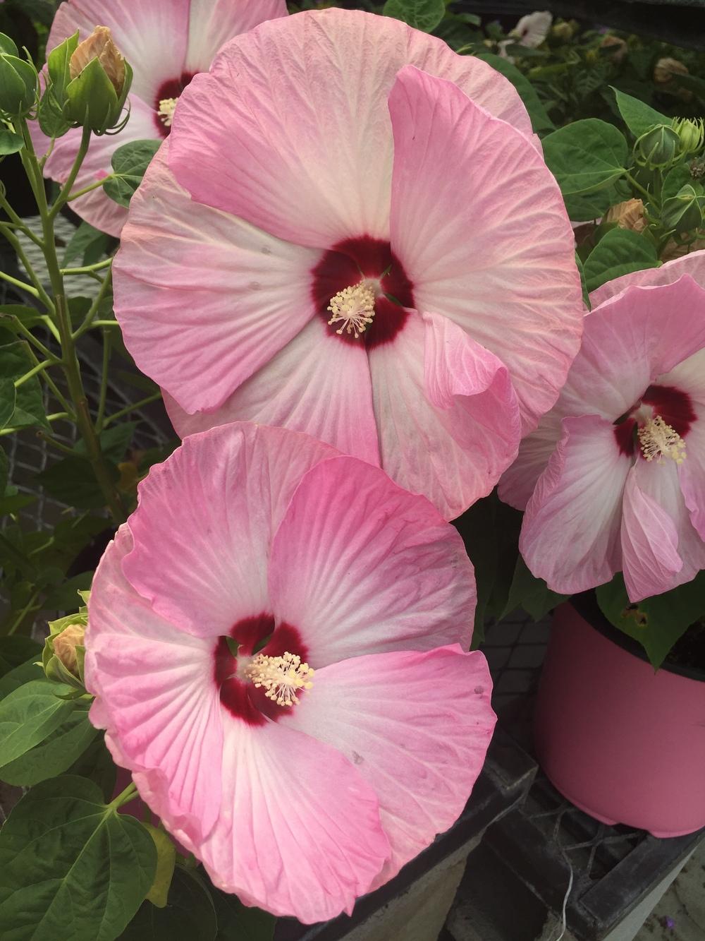 Photo of Hybrid Hardy Hibiscus (Hibiscus Luna™ Pink Swirl) uploaded by SpringGreenThumb