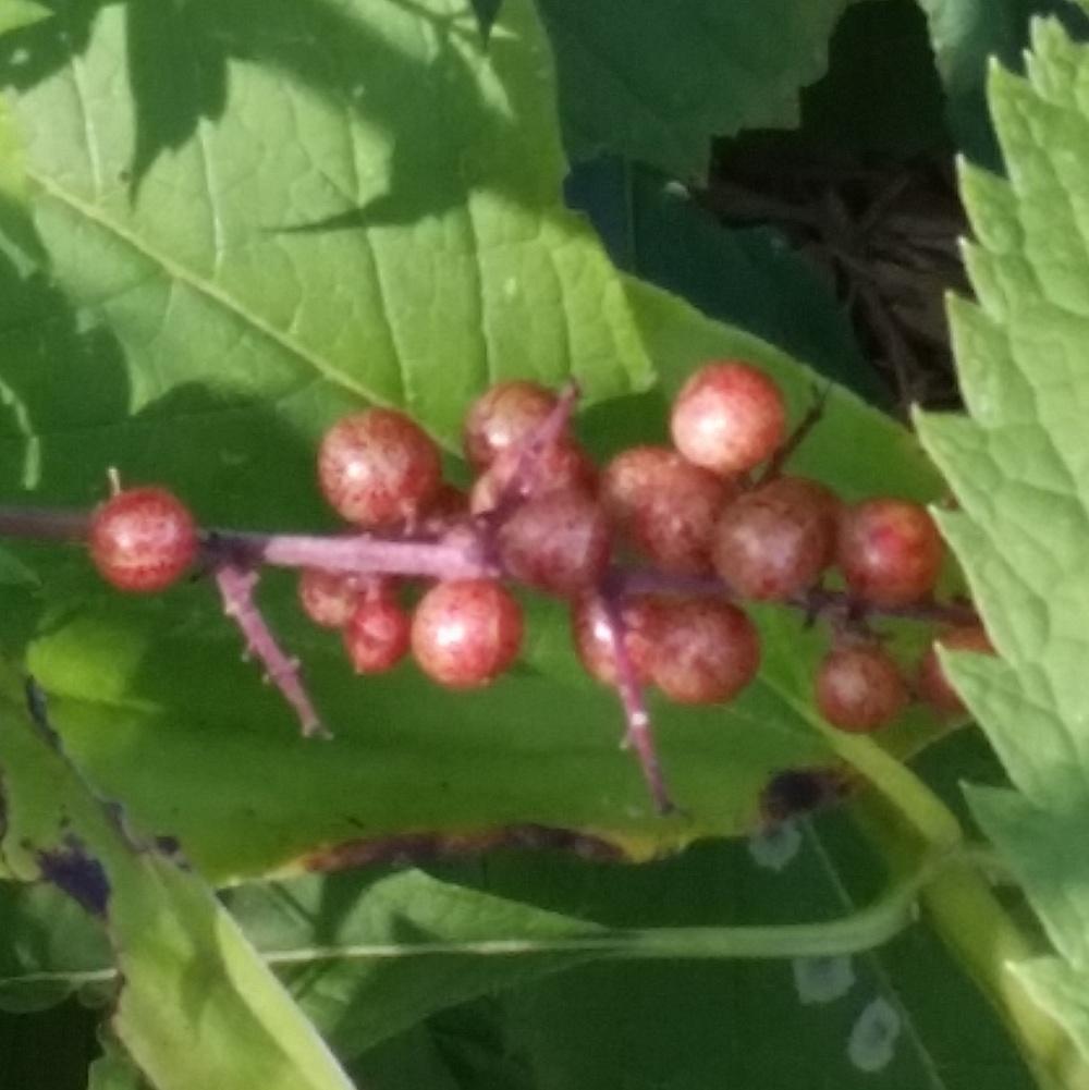 Photo of Elderberry (Sambucus nigra) uploaded by nicodiangel_no