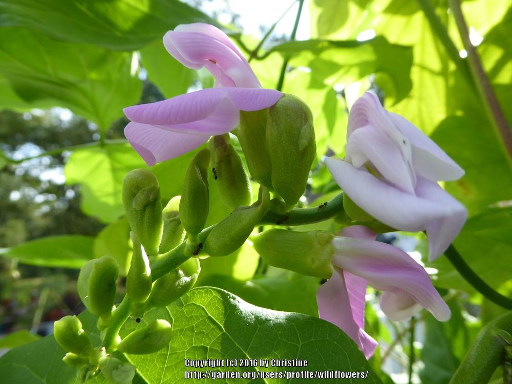Photo of Sword Bean (Canavalia gladiata) uploaded by wildflowers