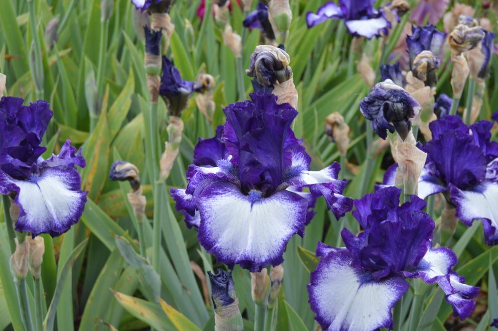 Photo of Tall Bearded Iris (Iris 'Penguin Party') uploaded by KentPfeiffer