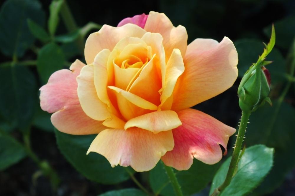 Photo of Rose (Rosa 'Sutter's Gold') uploaded by sunnyvalley
