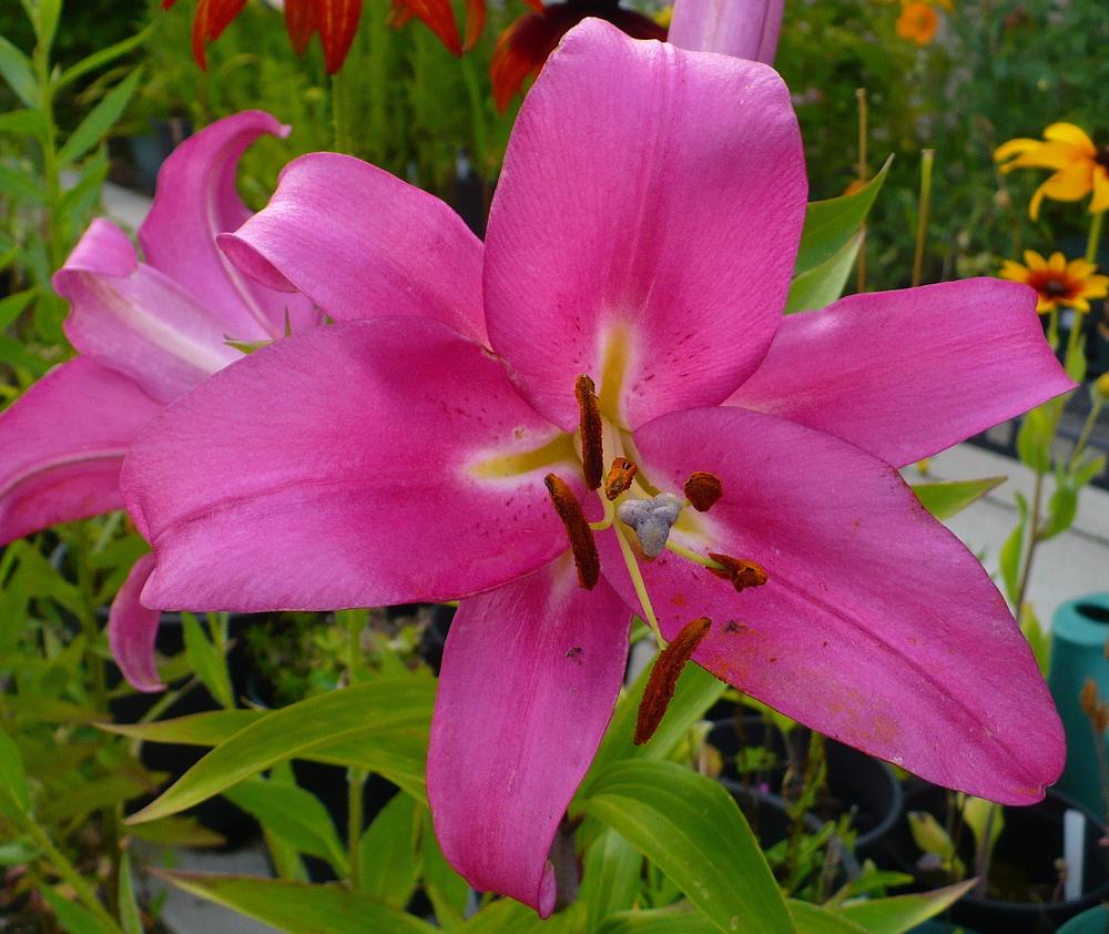 Photo of Lily (Lilium 'Tabledance') uploaded by HemNorth