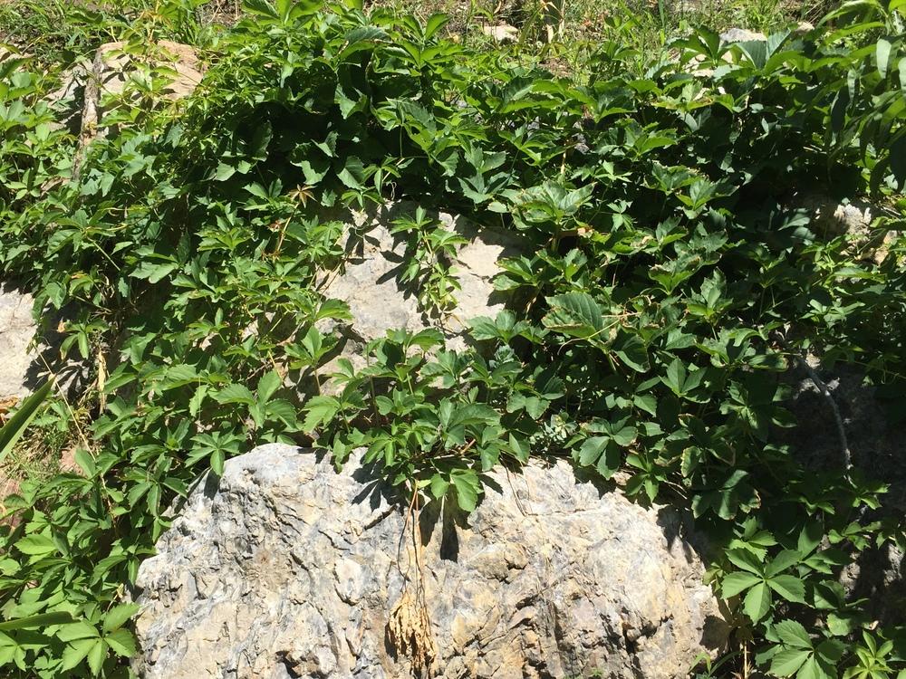 Photo of Virginia Creeper (Parthenocissus quinquefolia) uploaded by SpringGreenThumb
