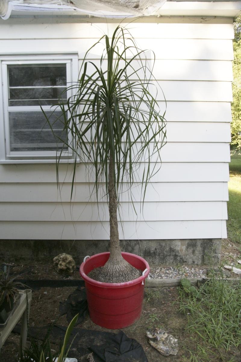 Photo of Ponytail Palm (Beaucarnea recurvata) uploaded by gasrocks