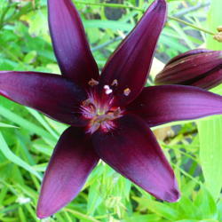 Location: Nora's Garden - Castlegar, B.C.
Date: 2014-07-11
 2:35 pm. Such a rich, almost black purple; very striking.