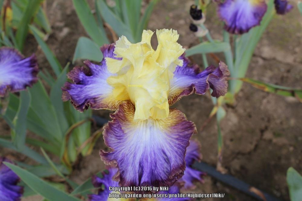 Photo of Tall Bearded Iris (Iris 'Adventurous') uploaded by HighdesertNiki