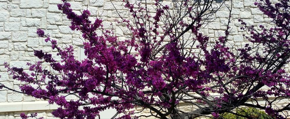 Photo of Eastern Redbud (Cercis canadensis) uploaded by JamesAcclaims