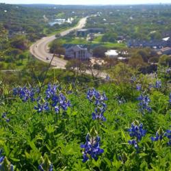 Location: Horseshoe Bay, TX
Date: 2014-04-17
Growing on on the rolling marble hills of Central Texas