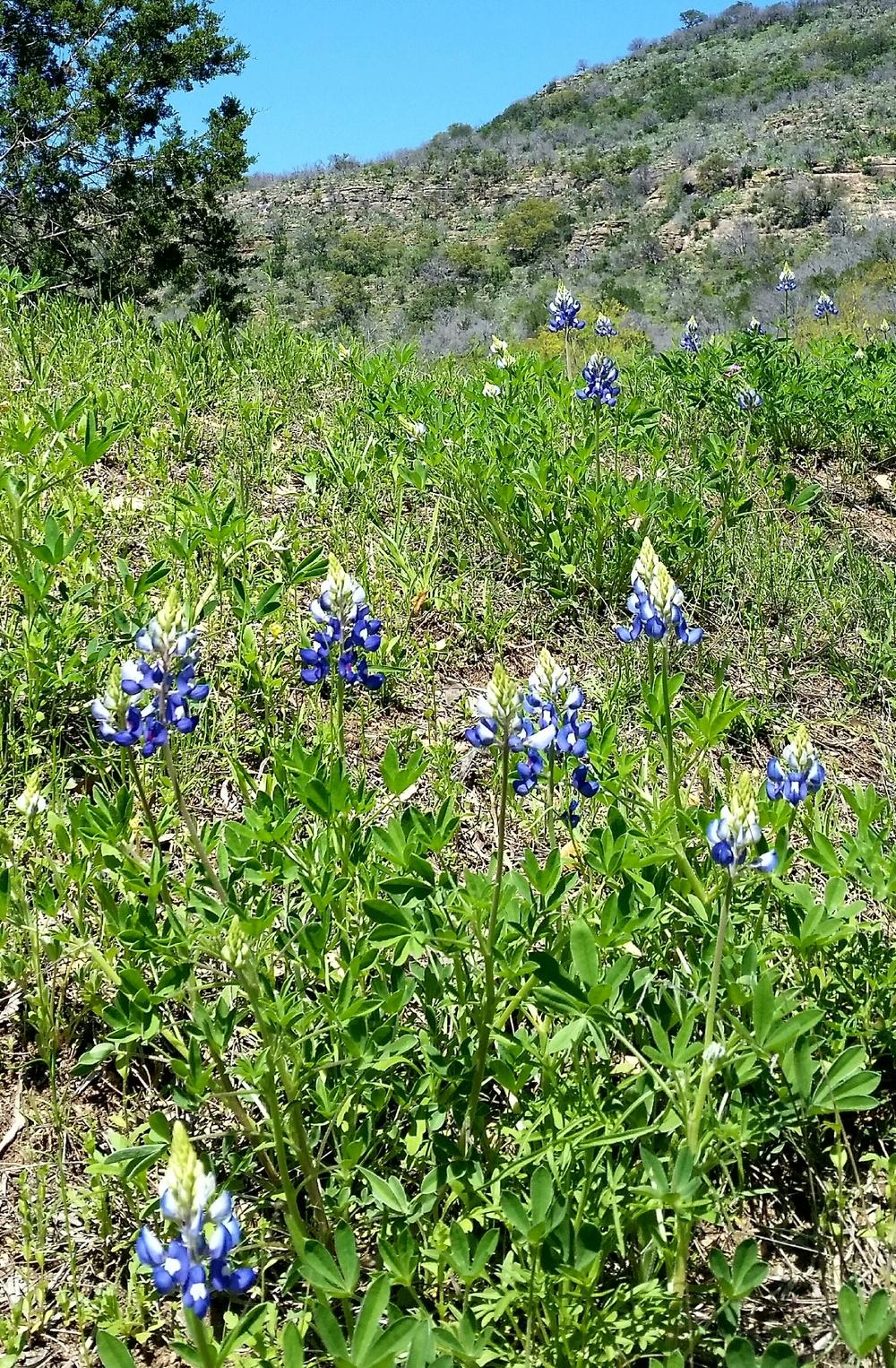 Photo of Texas Bluebonnet (Lupinus texensis) uploaded by JamesAcclaims