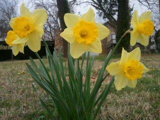 Photo of Daffodils (Narcissus) uploaded by JamesAcclaims