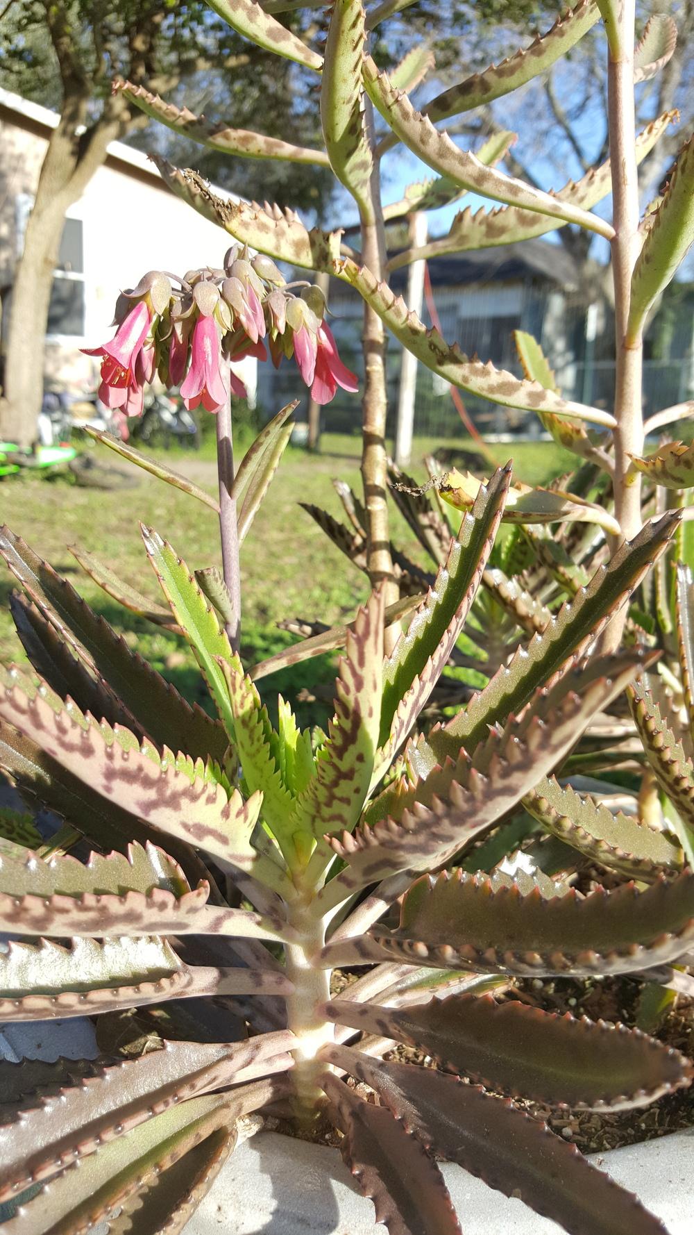 Photo of Mother of Thousands (Kalanchoe 'Houghtonii') uploaded by JamesAcclaims