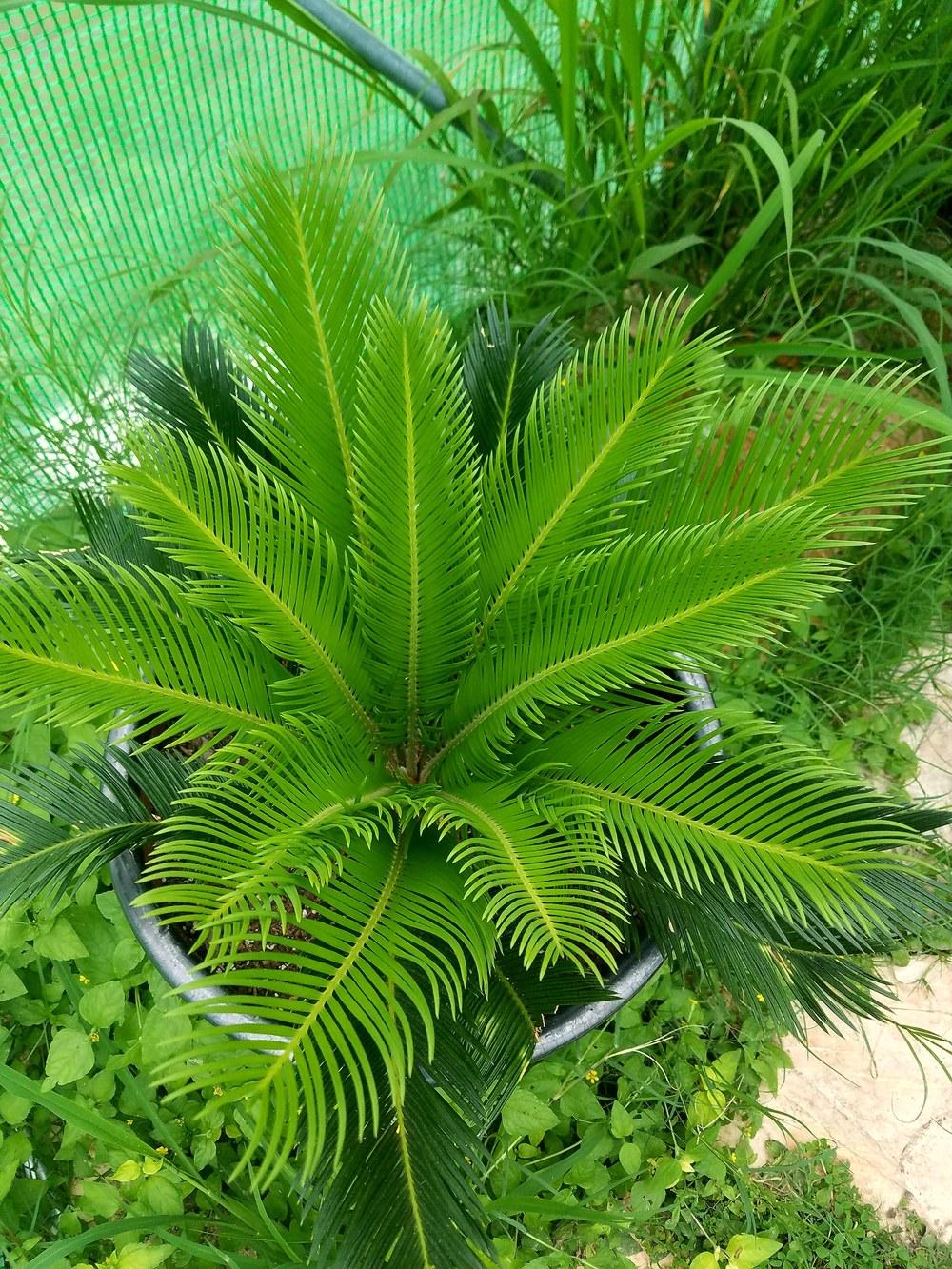 Photo of Sago Palm (Cycas revoluta) uploaded by JamesAcclaims