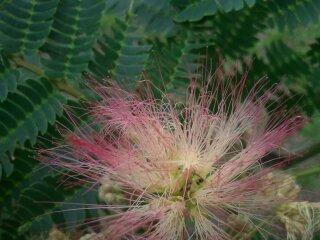 Photo of Mimosa Tree (Albizia julibrissin) uploaded by JamesAcclaims